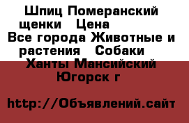 Шпиц Померанский щенки › Цена ­ 25 000 - Все города Животные и растения » Собаки   . Ханты-Мансийский,Югорск г.